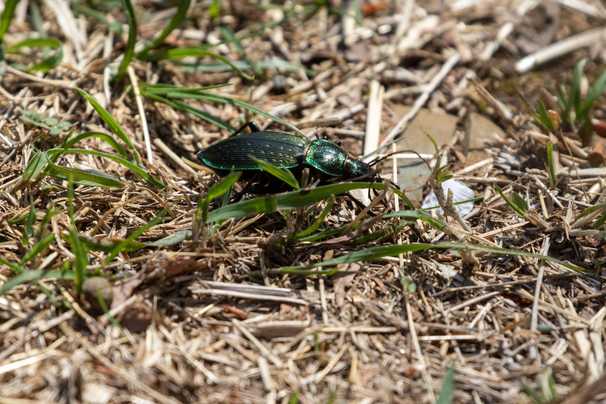 Image of Carabus (Ohomopterus) insulicola Chaudoir 1869