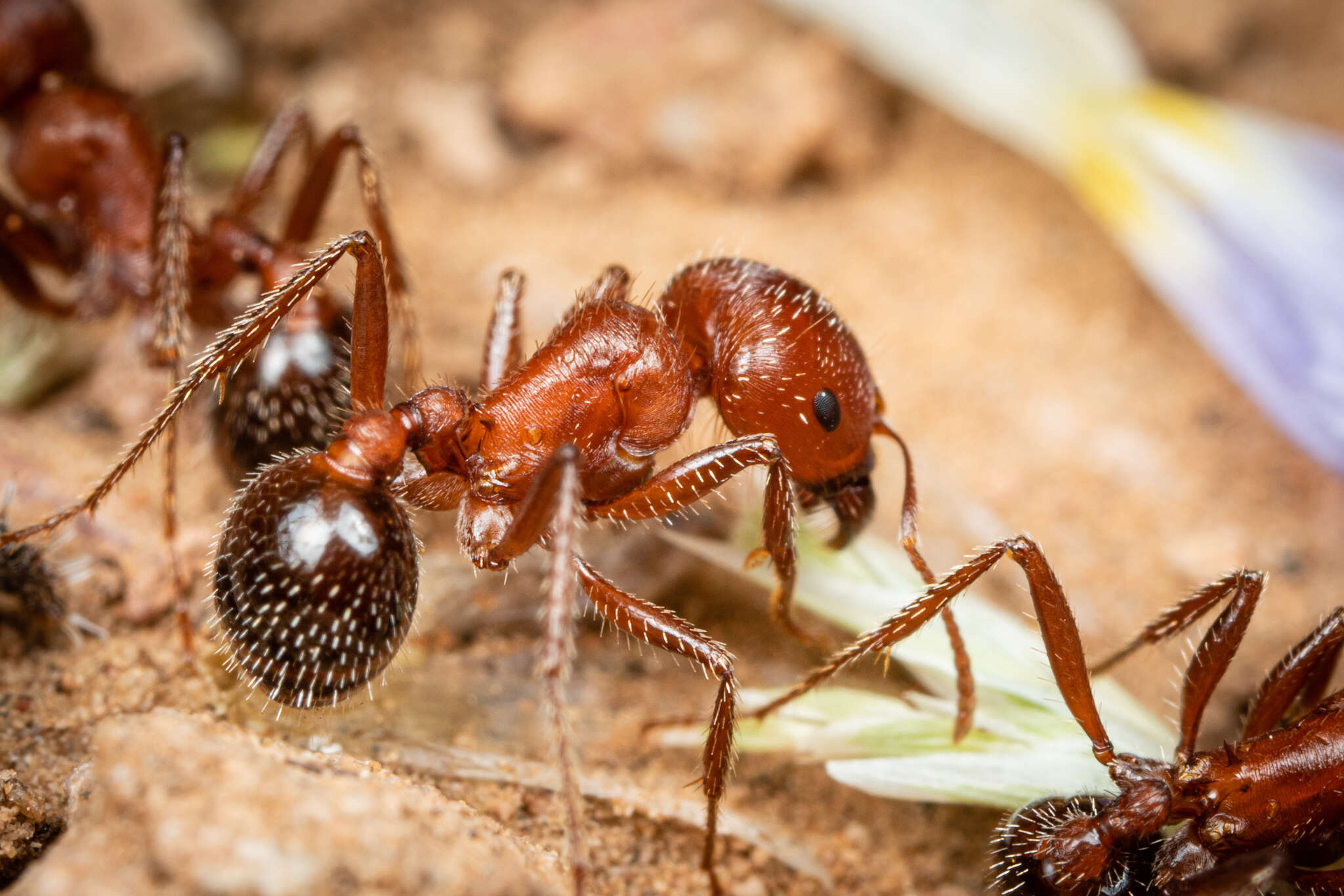 Imagem de Pogonomyrmex bicolor Cole 1968