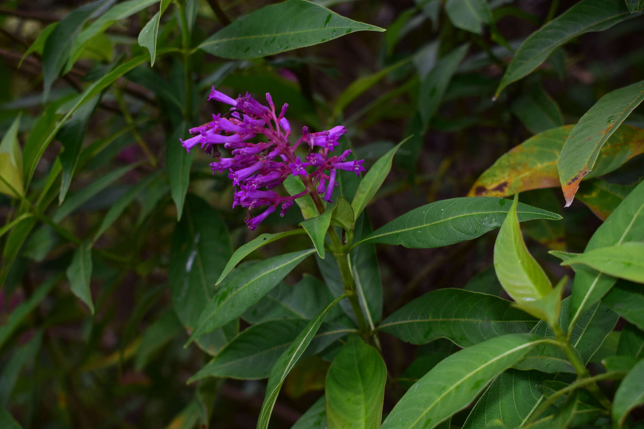 Palicourea angustifolia Kunth resmi