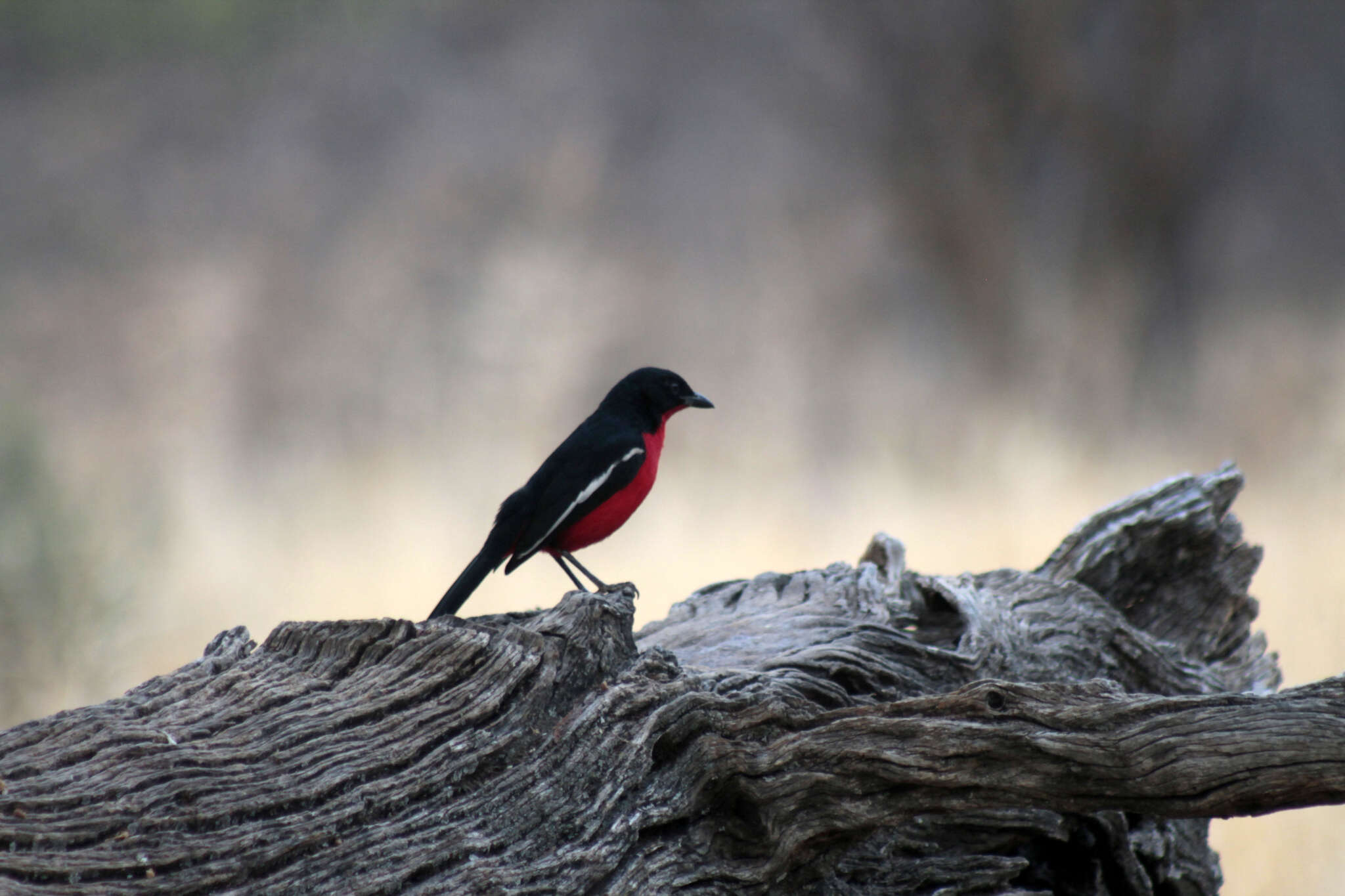 Image of Crimson-breasted Gonolek