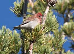 Image of Cassin's Finch