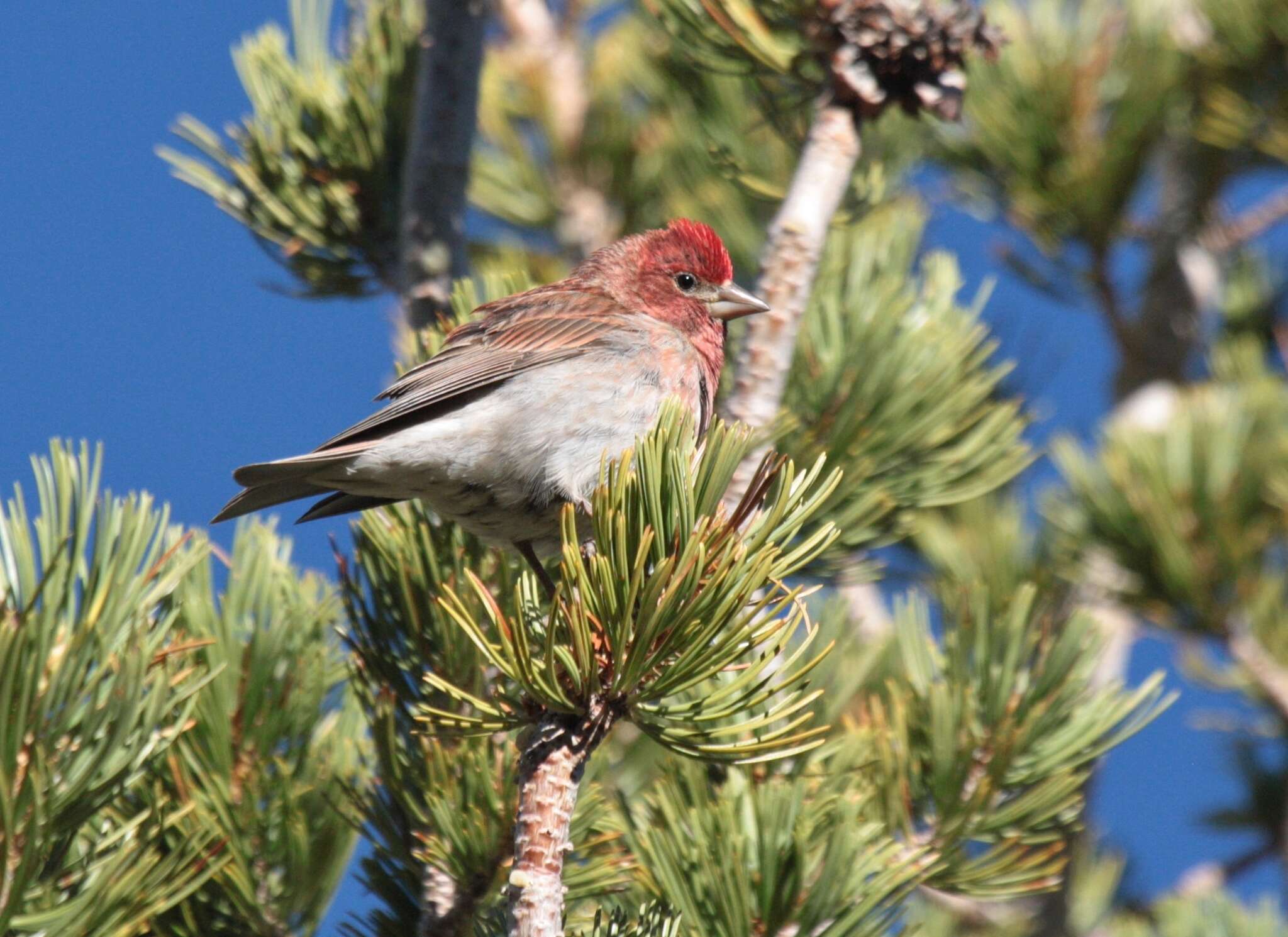 Image of Cassin's Finch