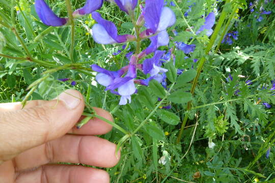 Слика од Vicia onobrychioides L.