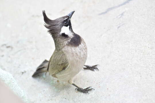 Image of Himalayan Bulbul