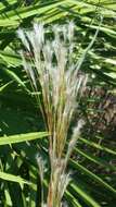 Plancia ëd Andropogon floridanus Scribn.