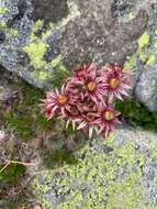 Image of Sempervivum vicentei subsp. cantabricum (Huber) Fdz. Casas & Munoz Garmendia