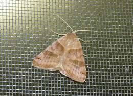 Image of Clover Looper, Range Grass-moth