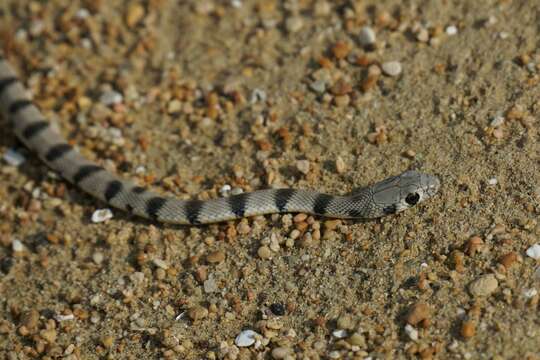 Image of Spotted Desert Racer