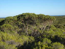 Image of Eucalyptus petrensis M. I. H. Brooker & S. D. Hopper