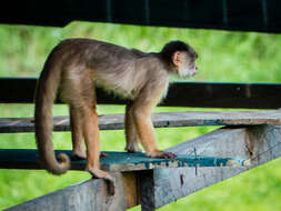 Image of Spix's white-fronted capuchin