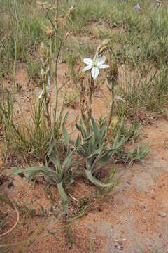 Image of Chlorophytum transvaalense (Baker) Kativu