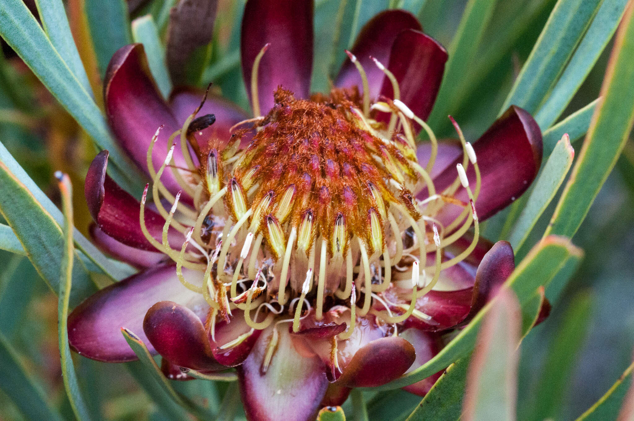 Plancia ëd Protea acuminata Sims