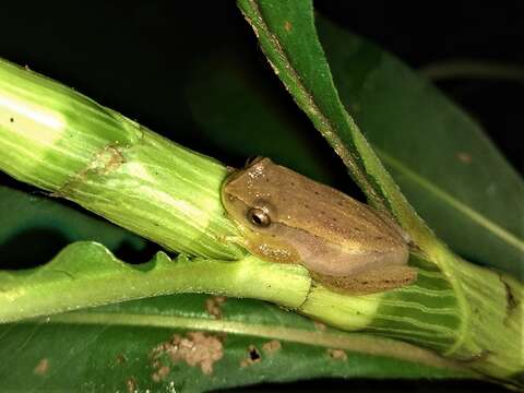 Image of Dendropsophus nanus (Boulenger 1889)