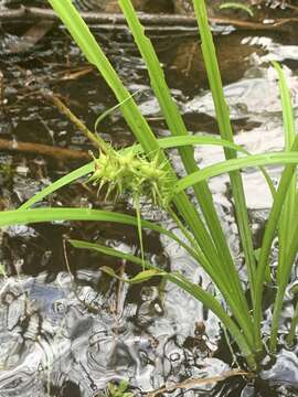 Sivun Carex gigantea Rudge kuva