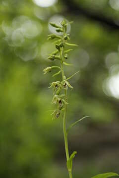 Imagem de Epipactis bugacensis Robatsch