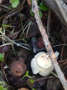 Image of Geastrum fornicatum (Huds.) Hook. 1821