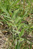 Image of Polygonatum hybridum Brügger