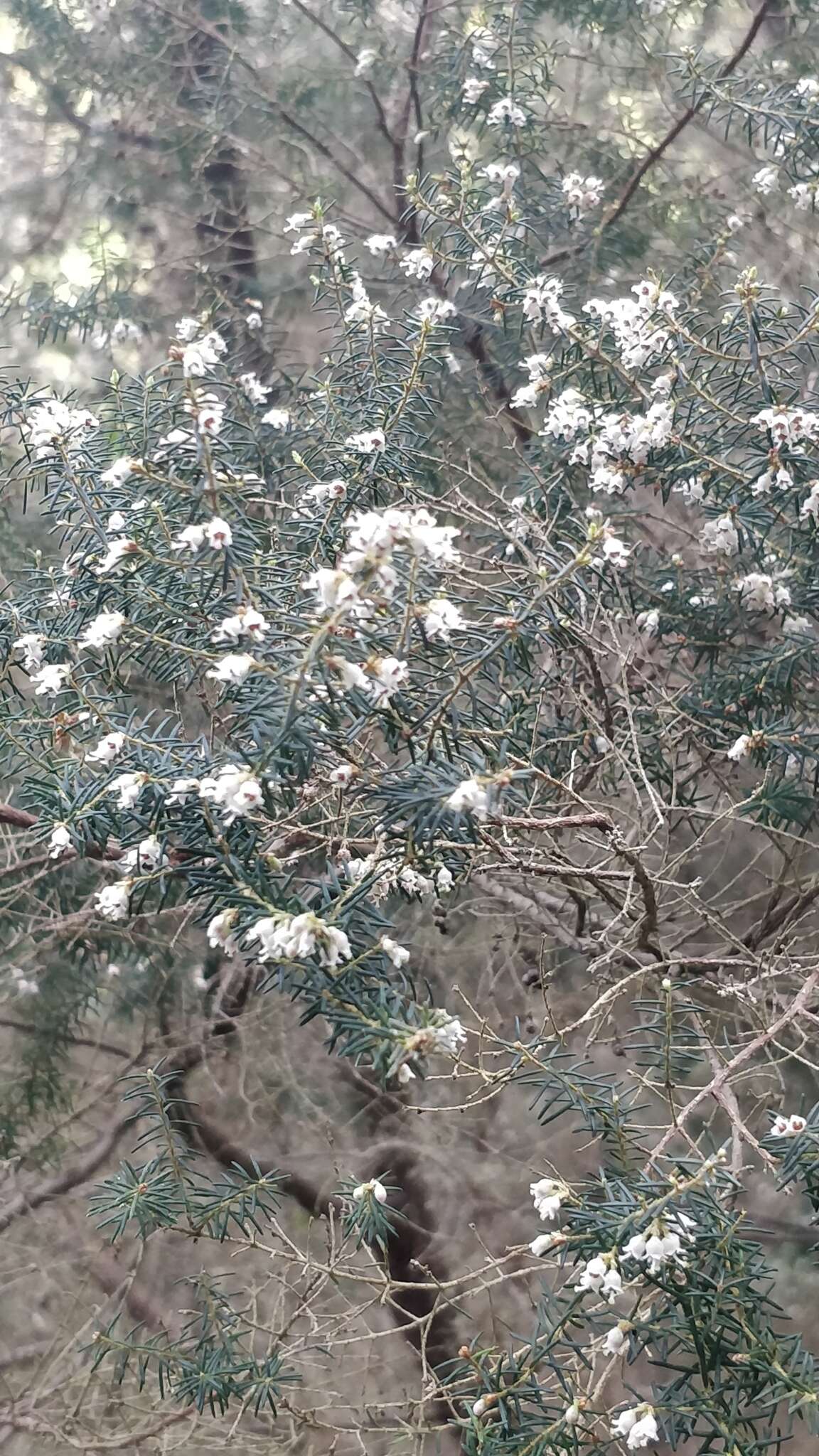 Imagem de Erica platycodon subsp. maderincola (D. C. Mc Clint.) Rivas Mart., Capelo, J. C. Costa, Lousã, Fontinha, R. Jardim & M. Seq.