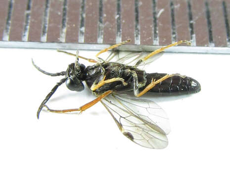 Image of Curled rose sawfly