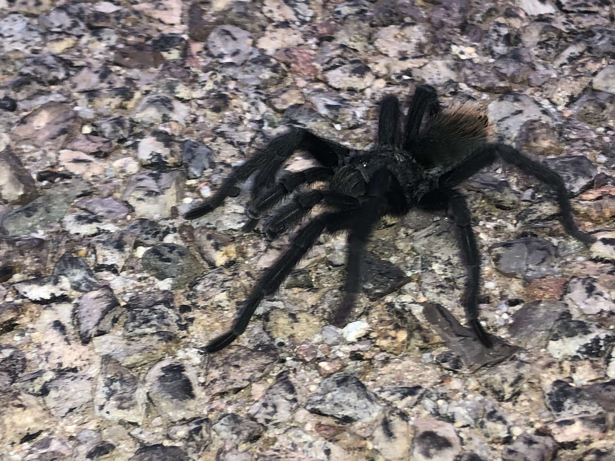 Image of Tuscan Bronze Tarantula