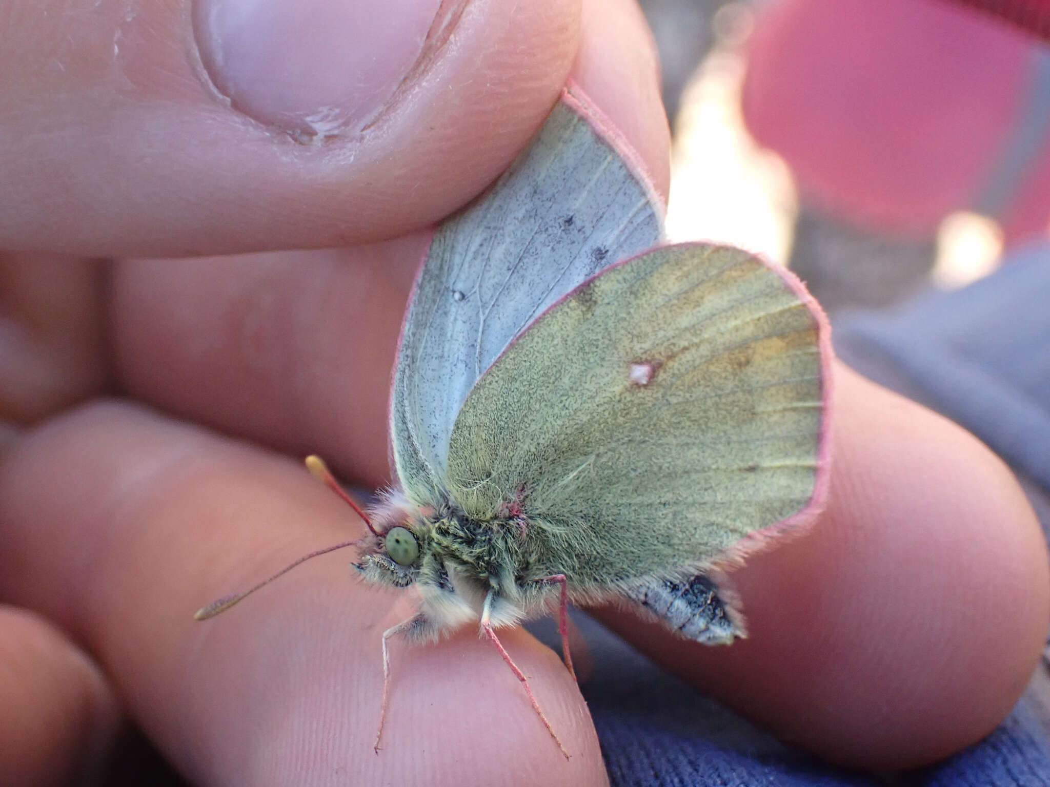 Image of Labrador Sulphur