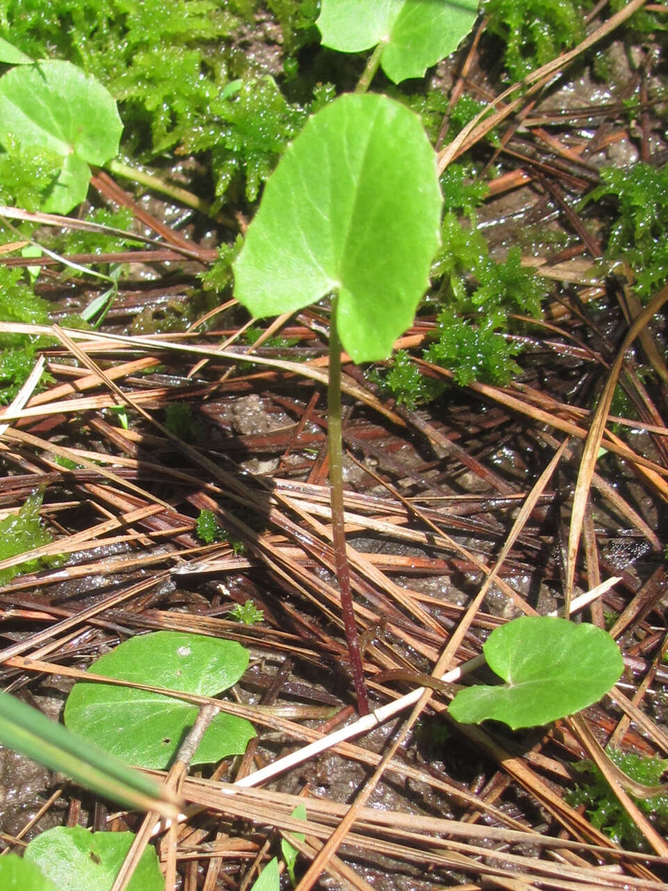 Image of Stiff Spadeleaf