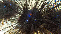 Image of Long-spined sea urchin