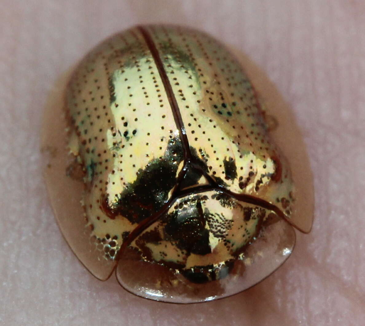 Imagem de Charidotella (Charidotella) sexpunctata (Fabricius 1781)