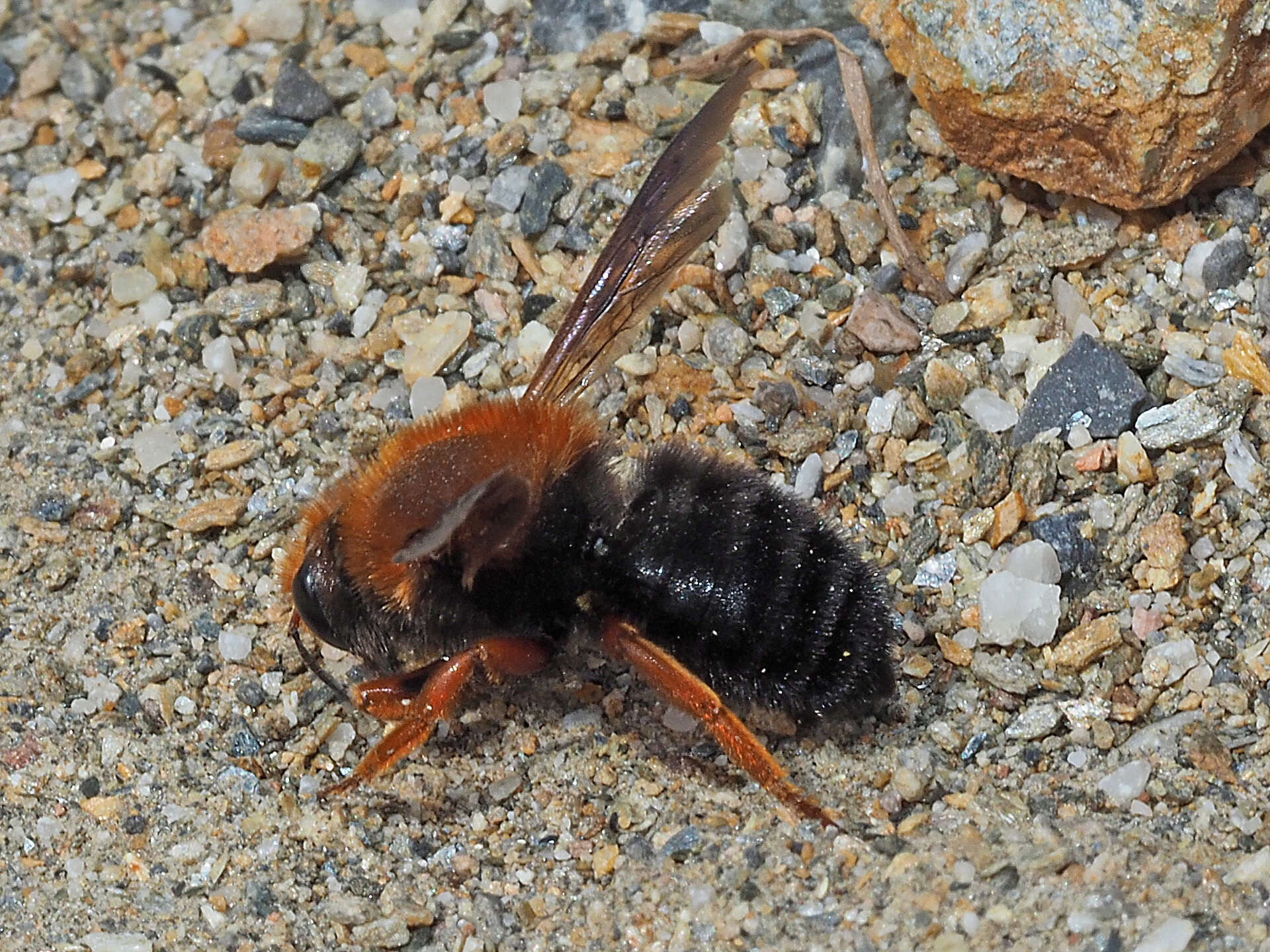 Image of Megachile sicula (Rossi 1792)