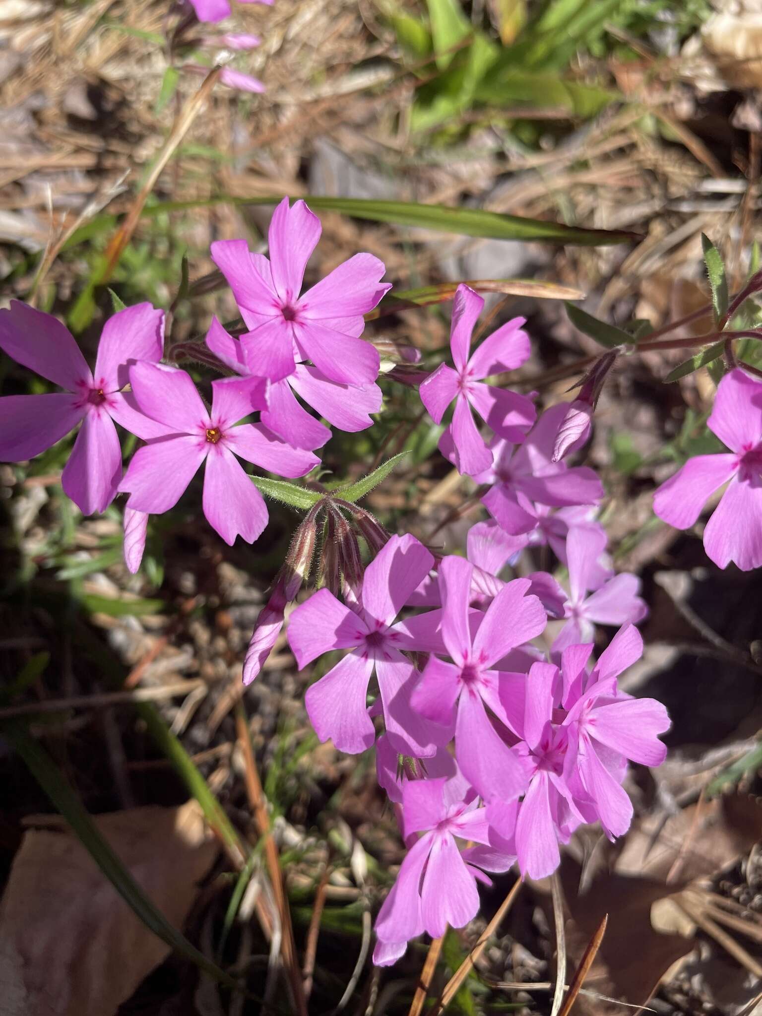 Image of Hentz's phlox