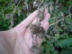 Sivun Arctium maassii (M. Schultze) Rouy kuva