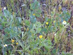 Imagem de Pimpinella villosa Schousboe