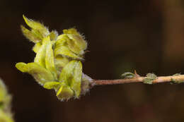 Image of Aspalathus tridentata subsp. staurantha (Eckl. & Zeyh.) R. Dahlgren