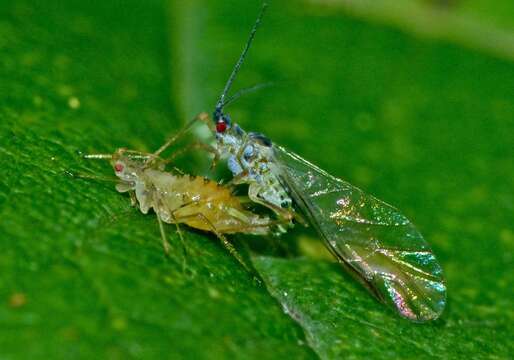 Image of Common sycamore aphid