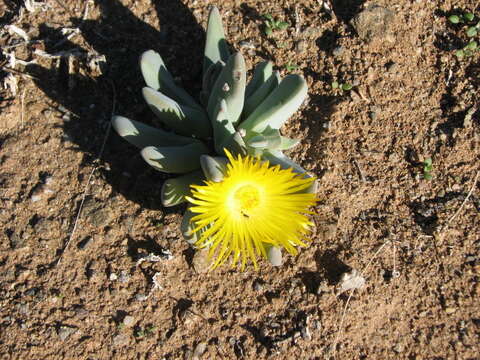 Imagem de Cheiridopsis robusta (Haw.) N. E. Br.