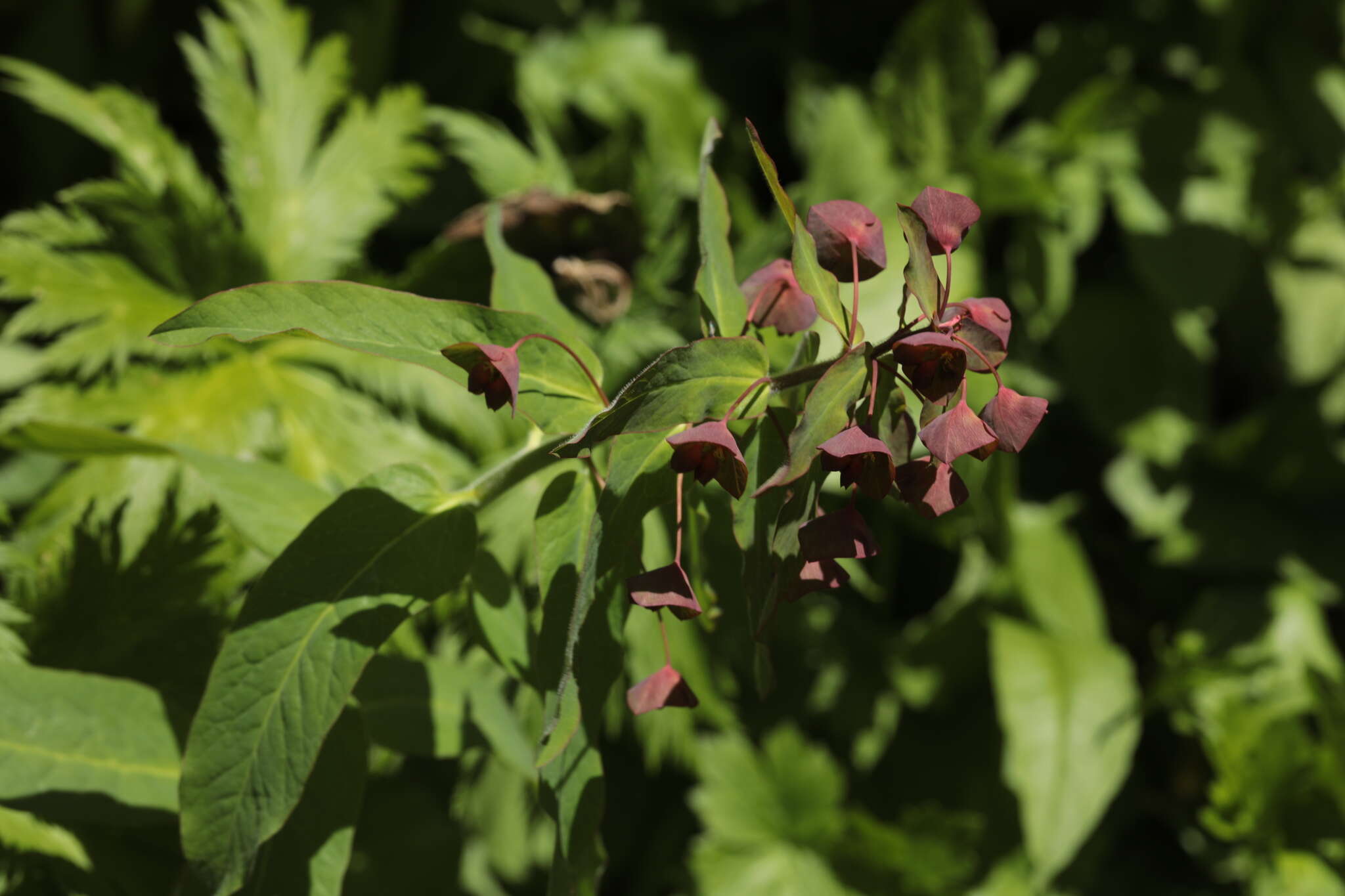 Image of Euphorbia oblongifolia (K. Koch) K. Koch