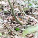 Image de Turdus helleri (Mearns 1913)