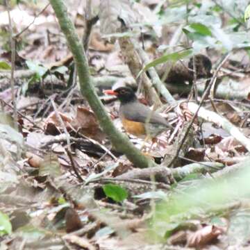 Image of Taita Thrush