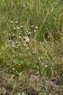 Plancia ëd Erigeron acris subsp. acris