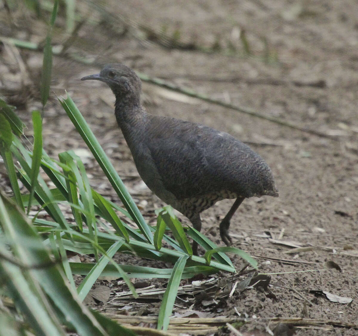 Image of Undulated Tinamou