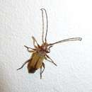 Image of Longhorn beetle