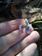 Image of Viola sororia f. priceana (Pollard) Cooperr.