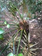 Image of Cycas megacarpa K. D. Hill