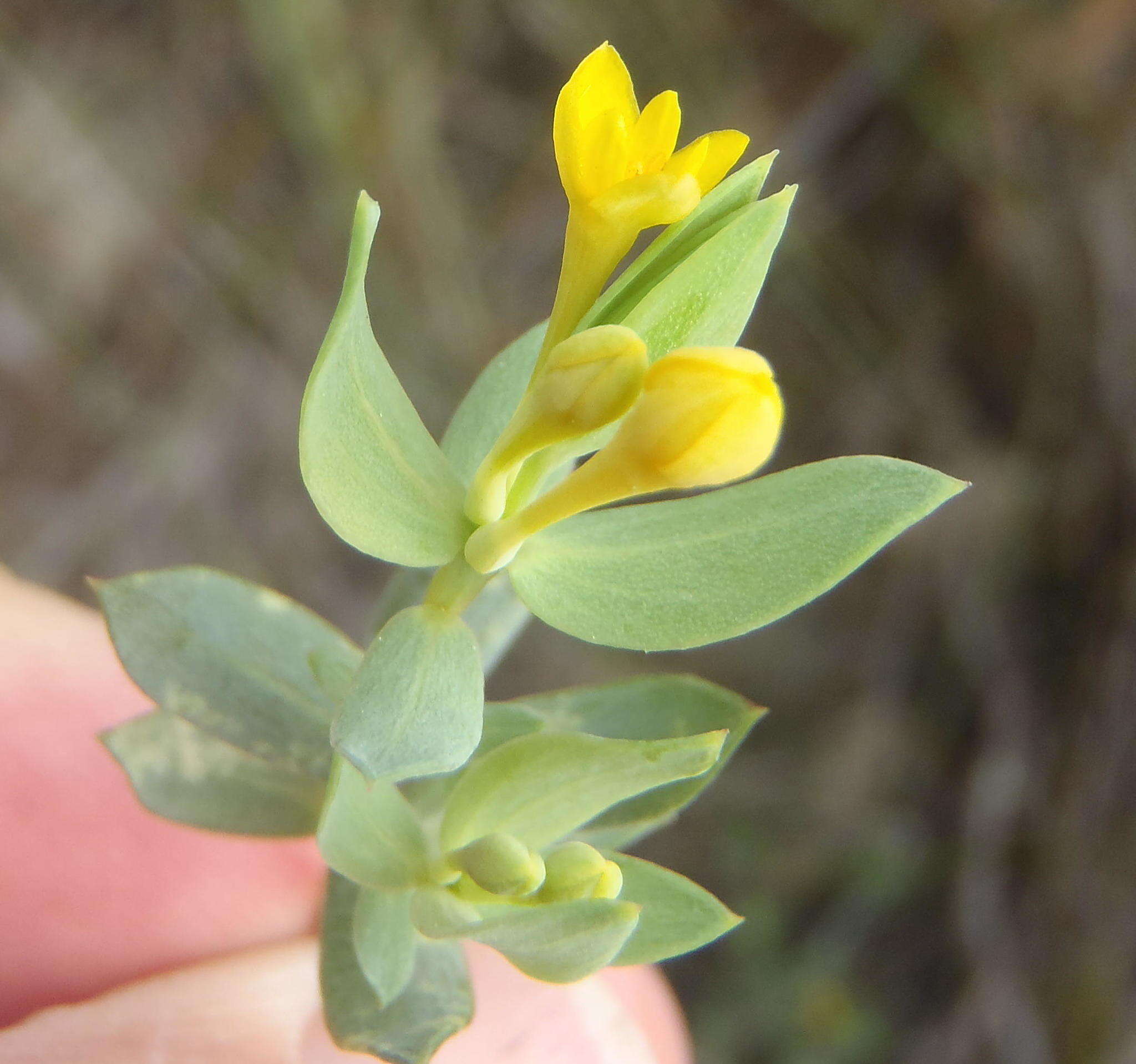 Image of Gnidia coriacea Meissn.