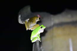 Image of Farmland green flying frog