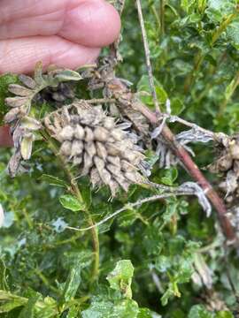 Sivun Astragalus pycnostachyus A. Gray kuva