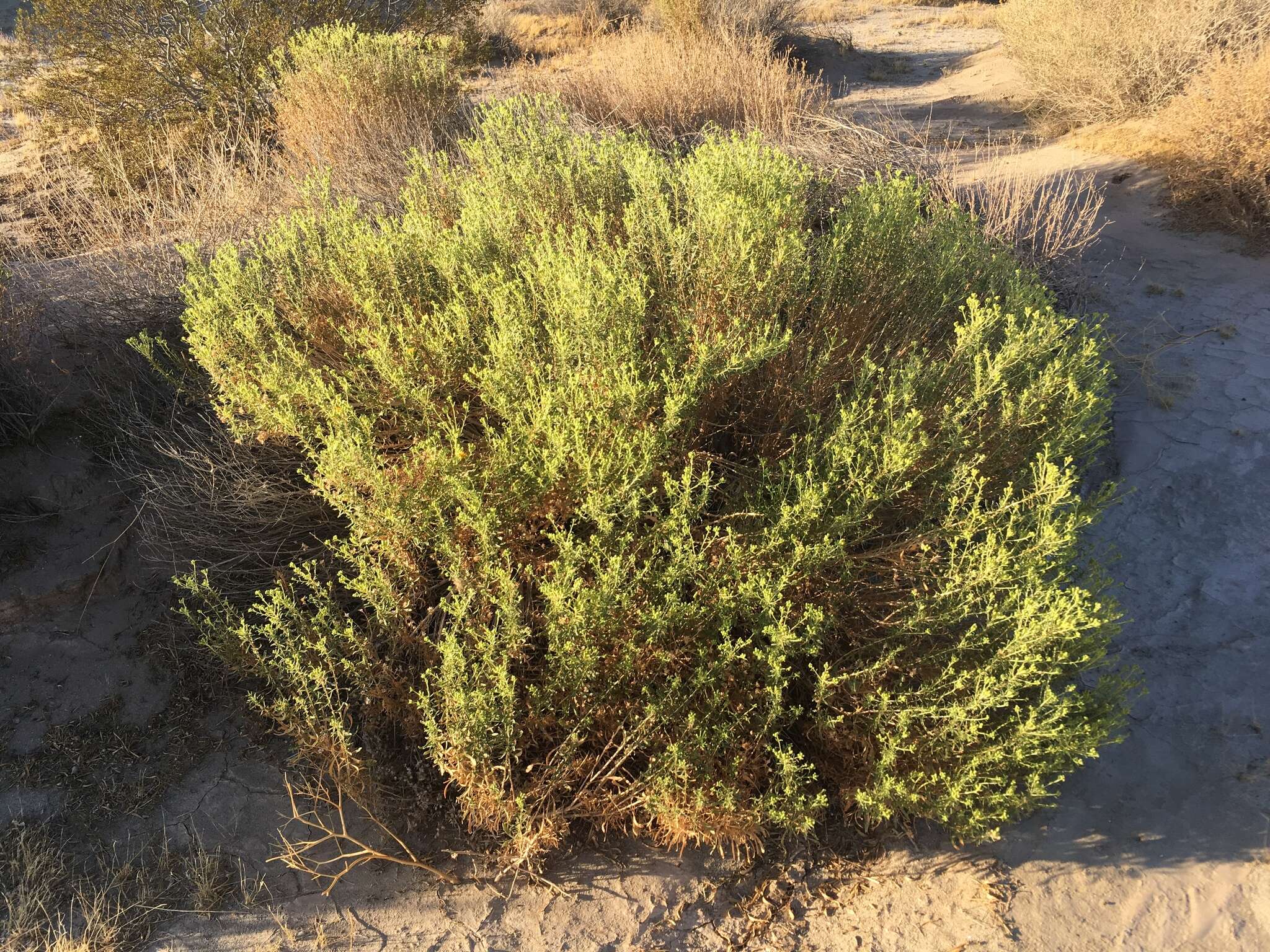 Image of alkali goldenbush