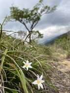 Image of Xerophyta schlechteri (Baker) N. L. Menezes