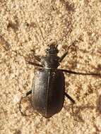 Sivun Calosoma (Caminara) olivieri Dejean 1831 kuva