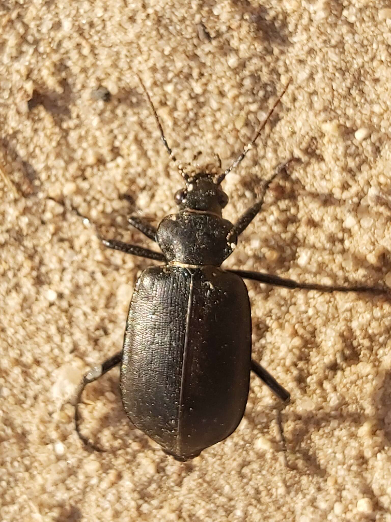 Sivun Calosoma (Caminara) olivieri Dejean 1831 kuva